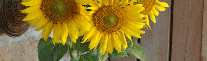 Girasoles