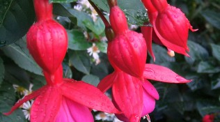 Flor fucsia