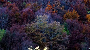 Otoño en el Saja