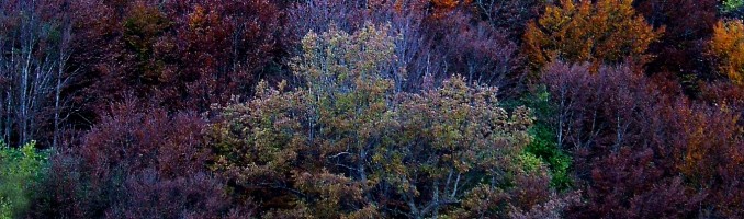 Otoño en el Saja