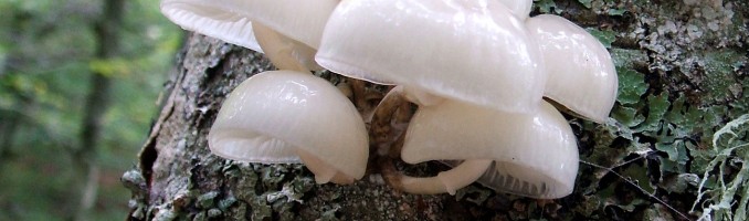 Hongos